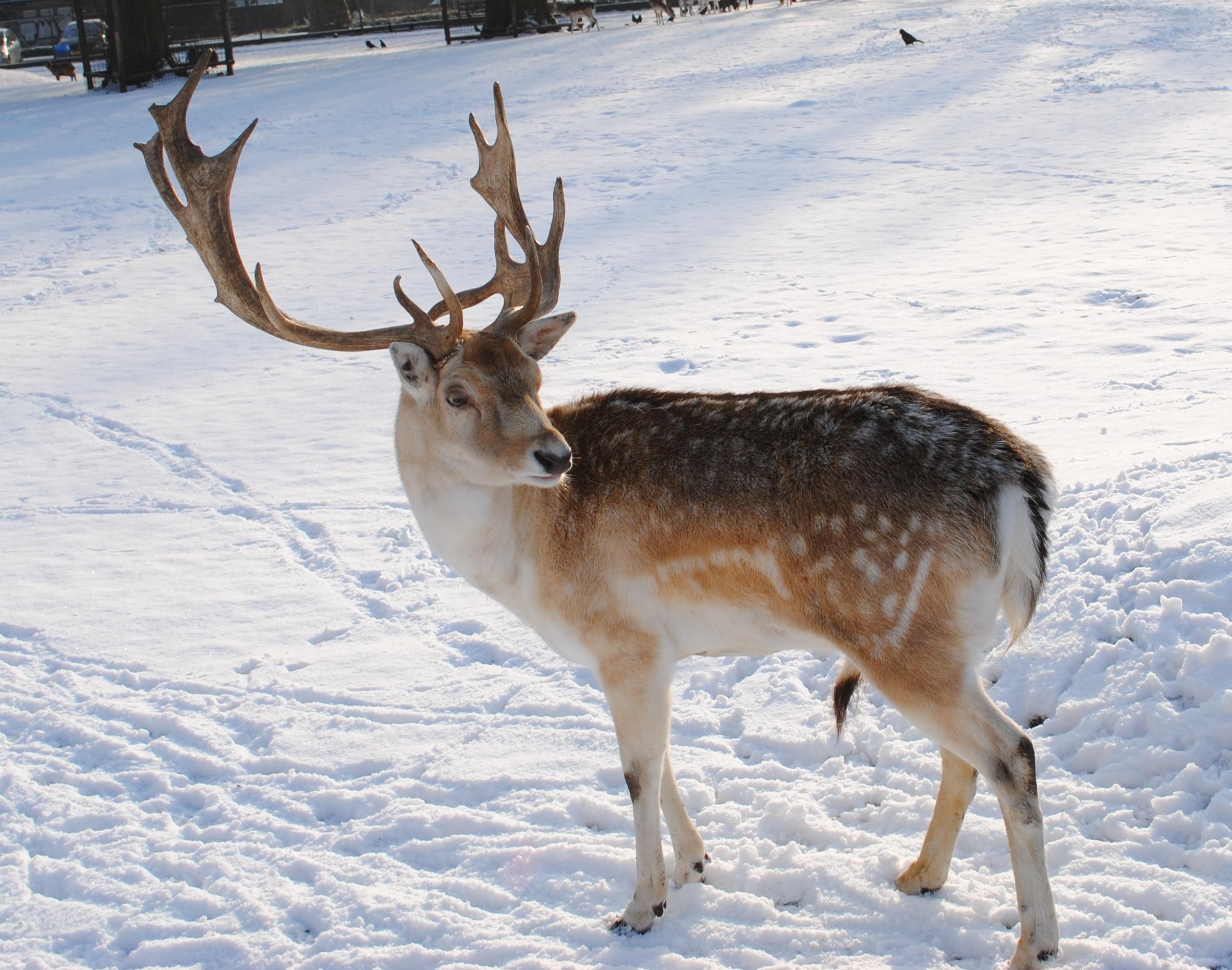 10 Reindeer HD Wallpapers And Backgrounds