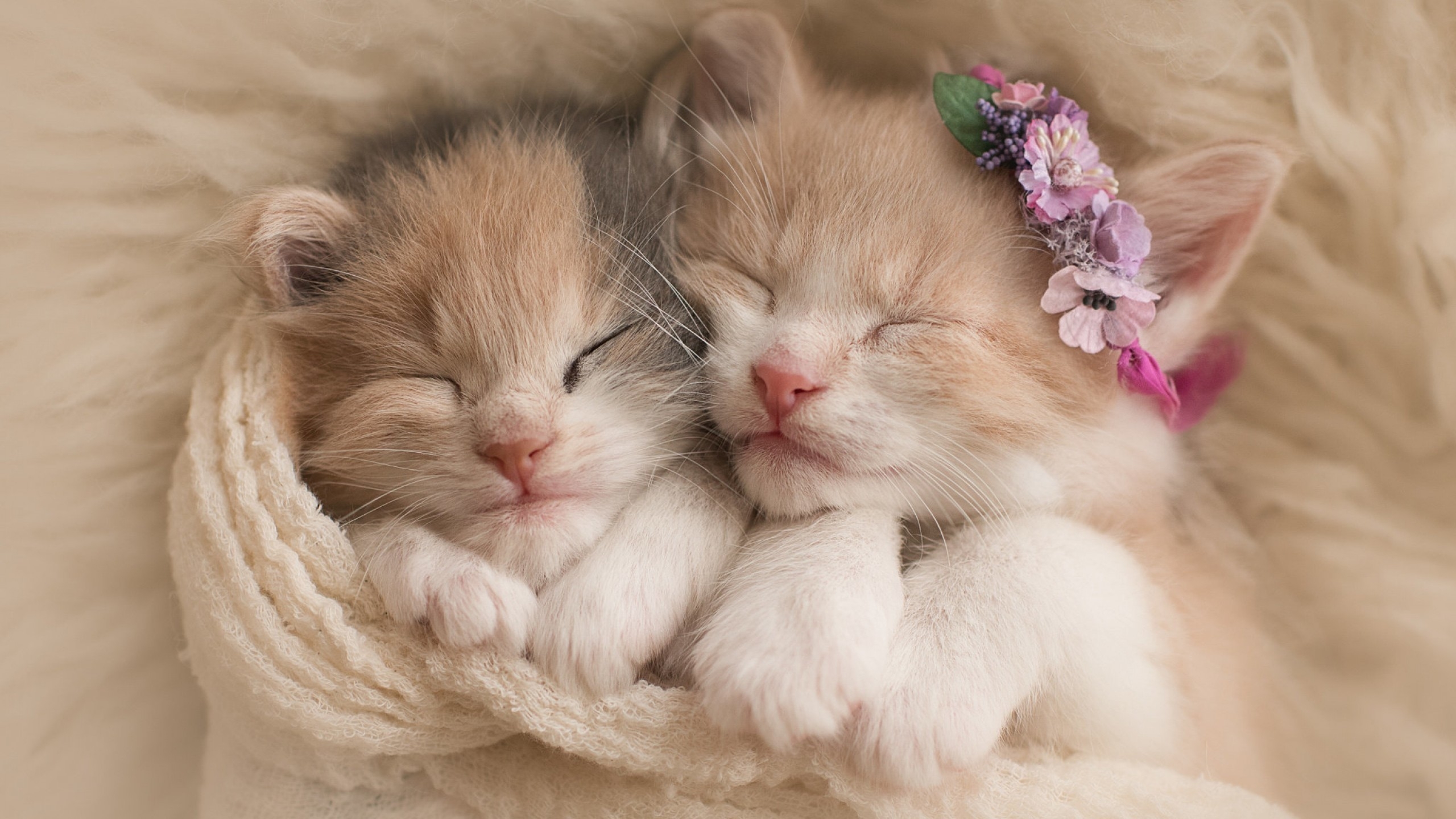 Cute Kitten Wallpapers WallpaperTag