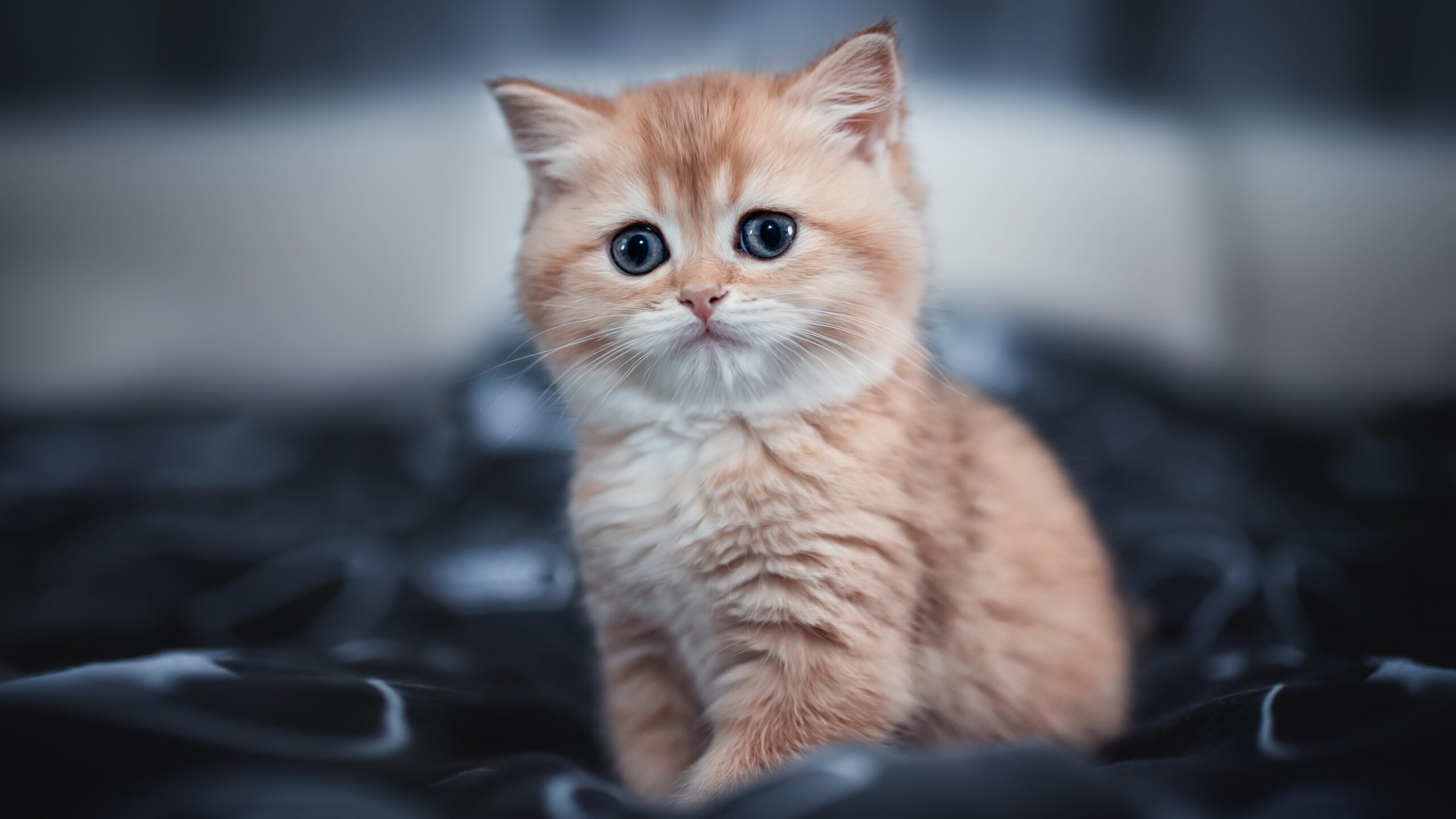 Cute Kittens Wallpaper