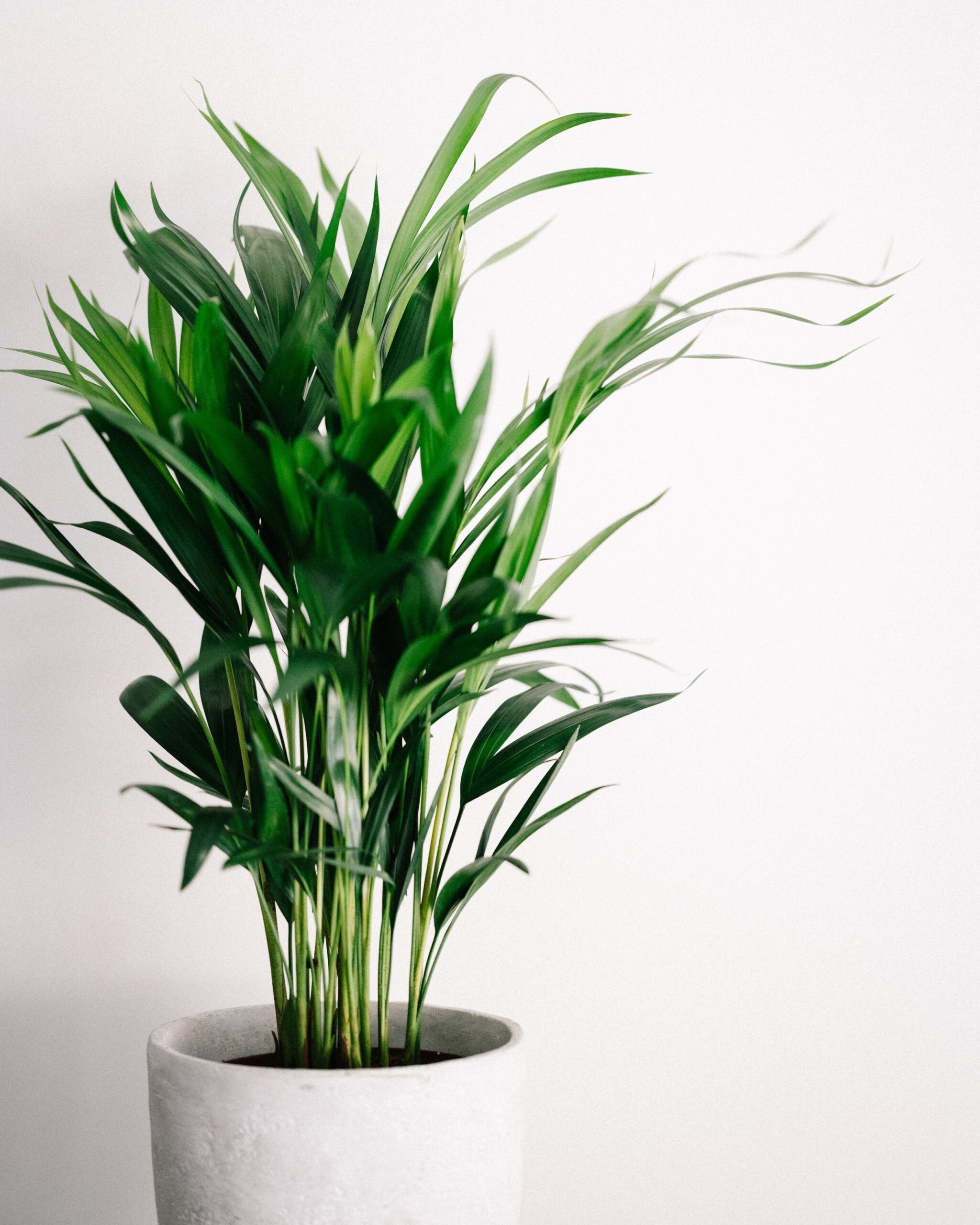 Got A New Plant 3 Things To Do To Keep It Happy Green Rooms Events