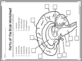 Human Brain Worksheets Superstar Worksheets Worksheets Library