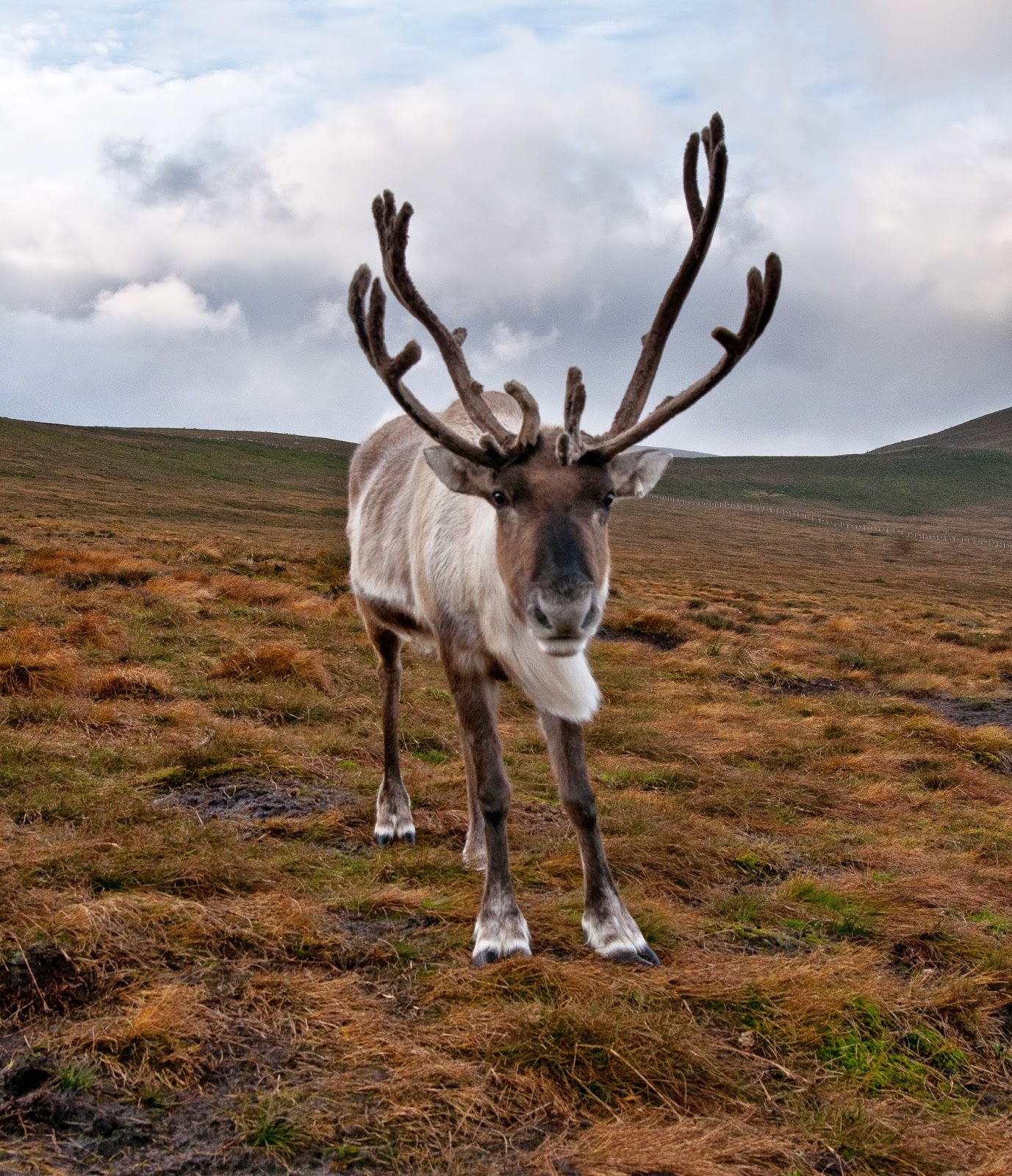 Interesting Facts About Reindeer