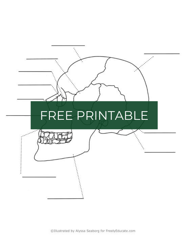 Label The Bones Of The Skull Worksheets Library