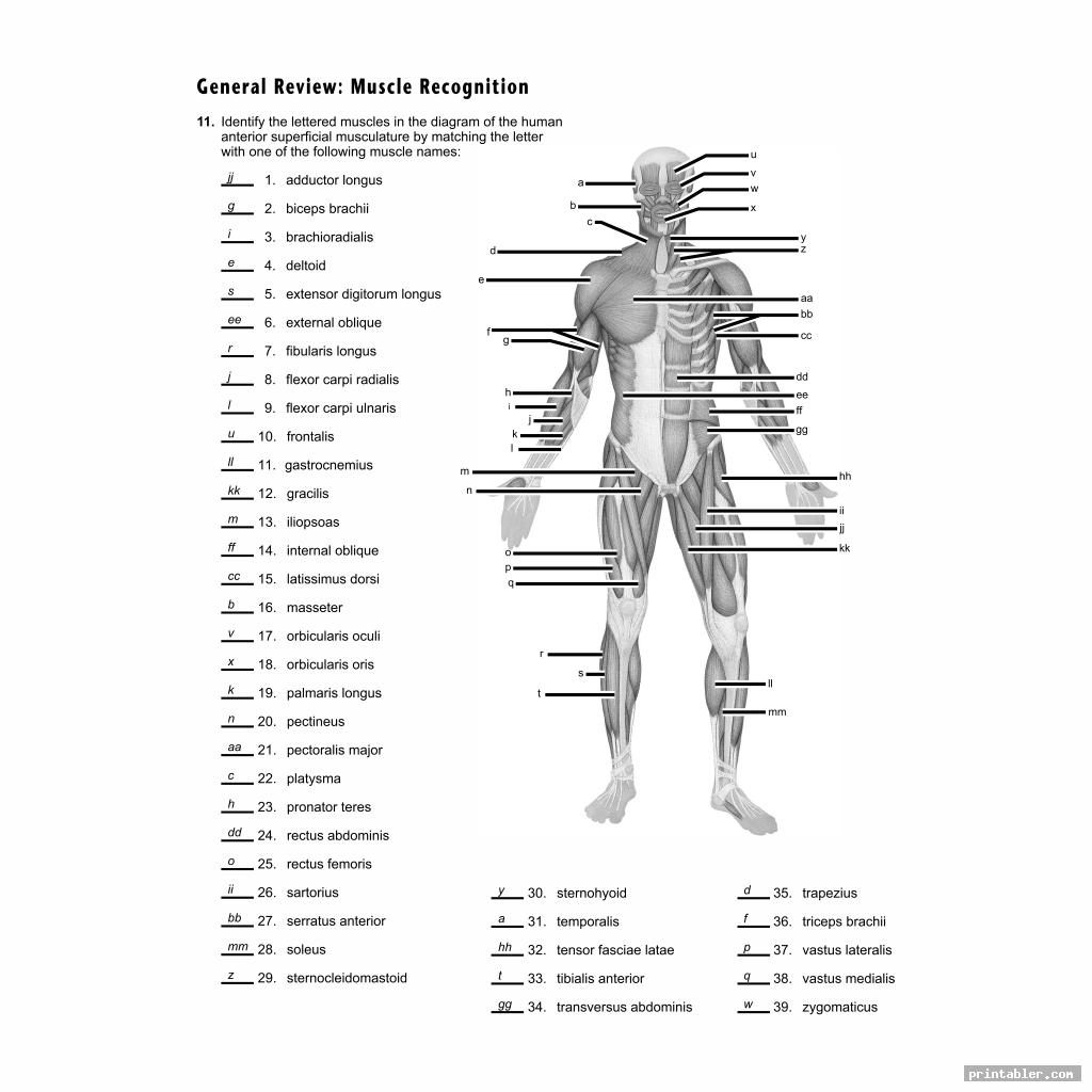 Printable Muscle Labeling Worksheet