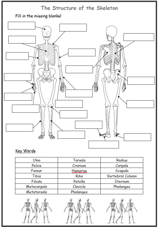 Printable Skeleton Labeling Worksheet Printable Coloring Pages My XXX 