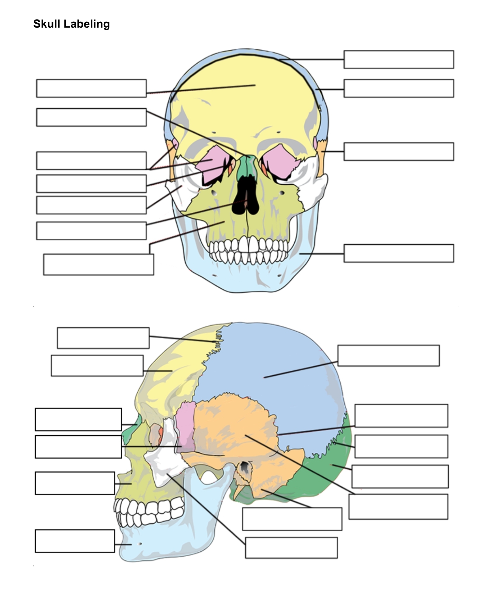 Printable Skull Labeling Worksheet We Love Printables