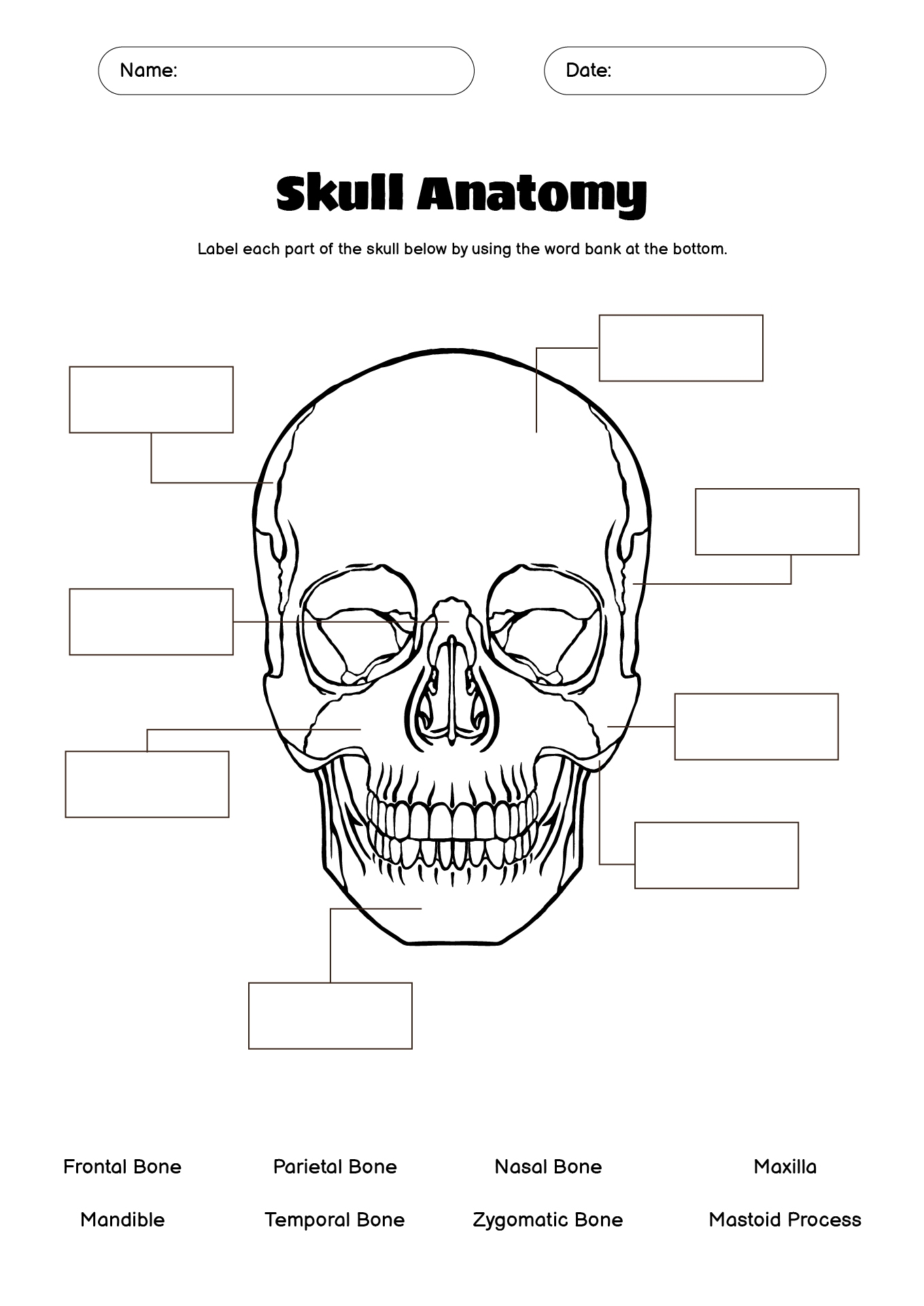 Printable Skull Labeling Worksheet