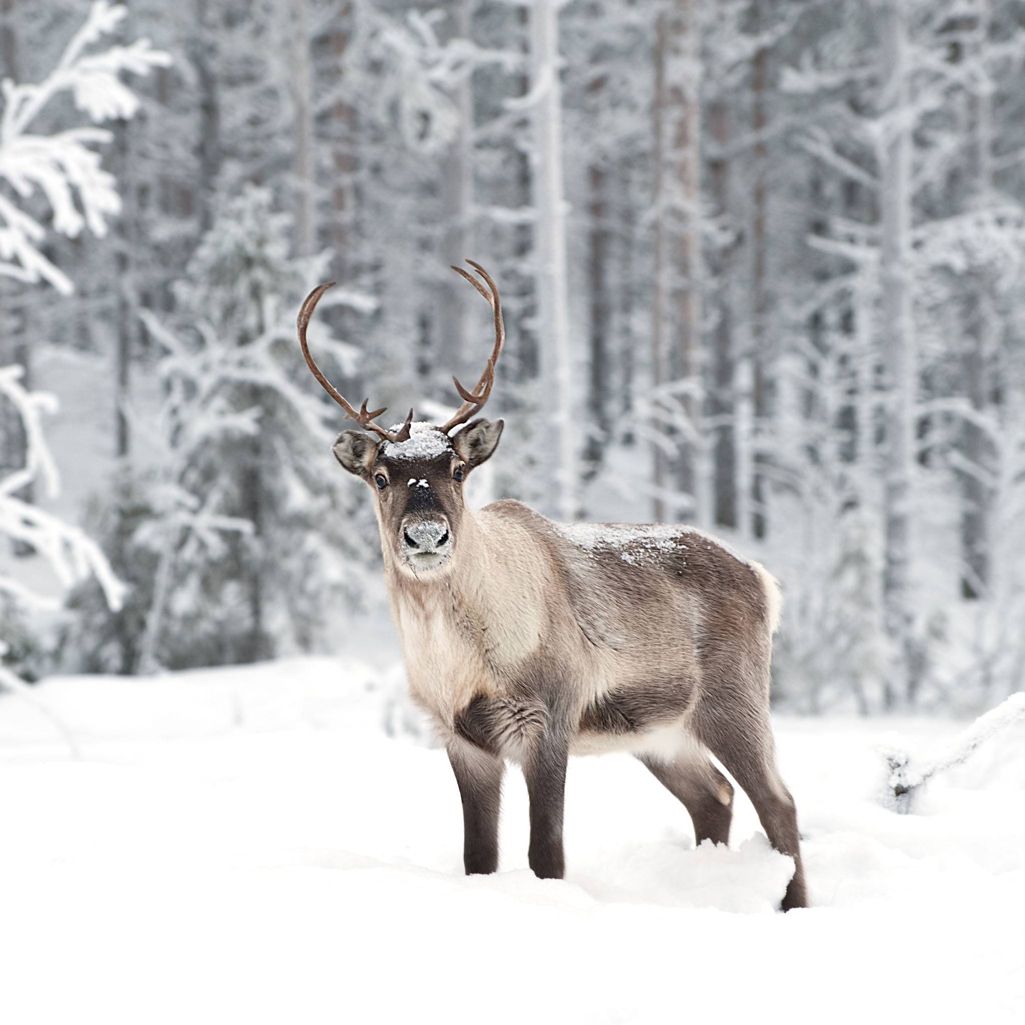 Reindeer Wallpapers Top Free Reindeer Backgrounds WallpaperAccess