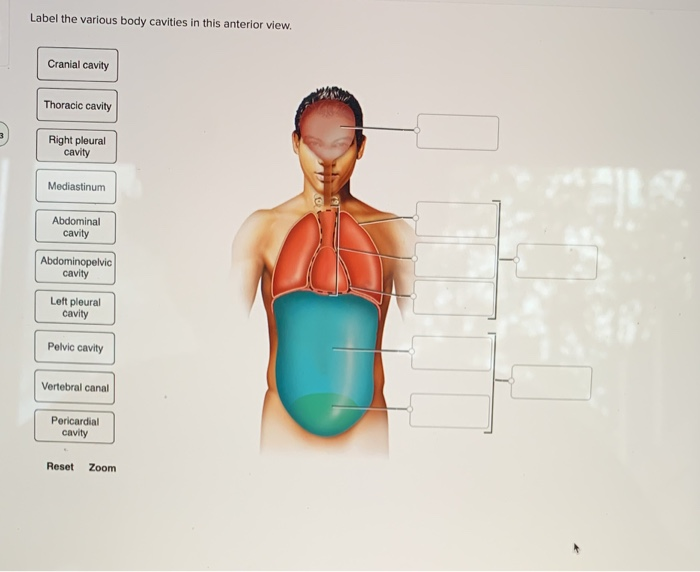 Solved Label The Various Body Cavities In This Anterior Chegg